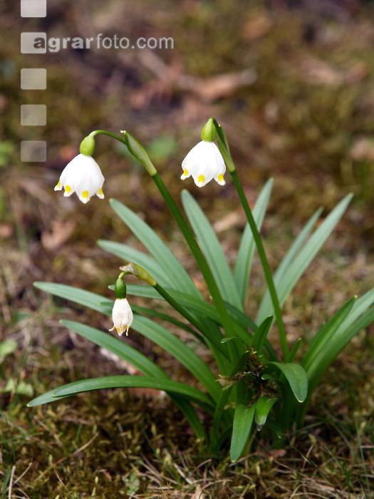Frühlingsknotenblume 2