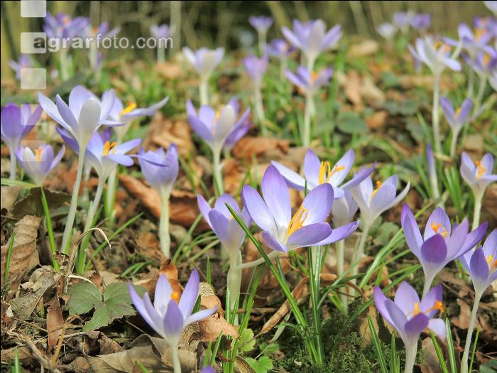 Krokus 11