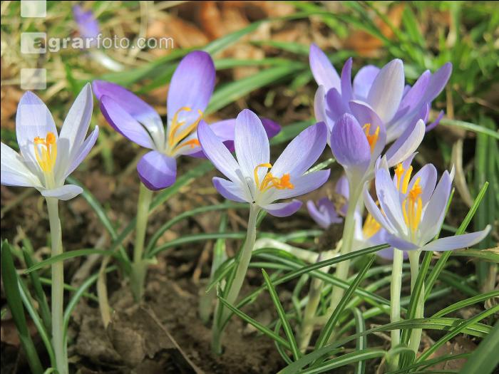 Krokus 12