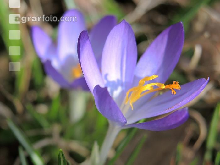 Krokus 10