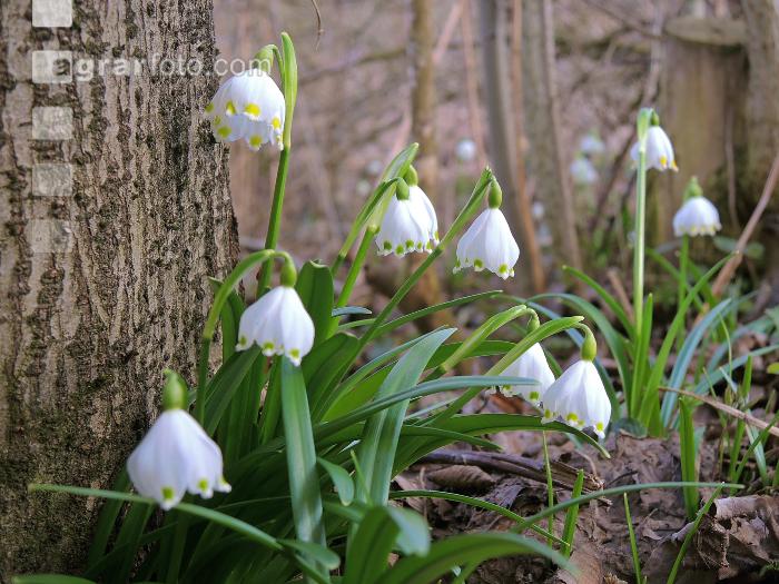 Frühlingsknotenblume 13