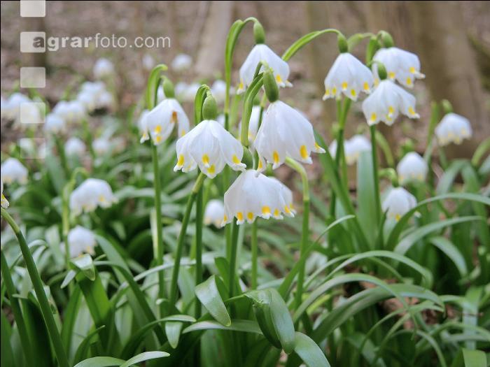 Frühlingsknotenblume 10