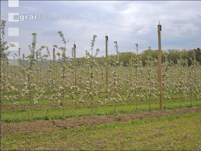 Apfelplantage Junganlage