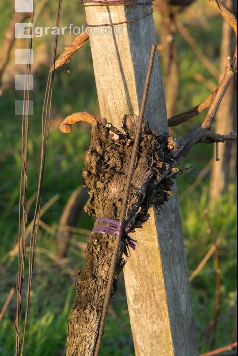 Weinreben Frühlingsbeginn 1