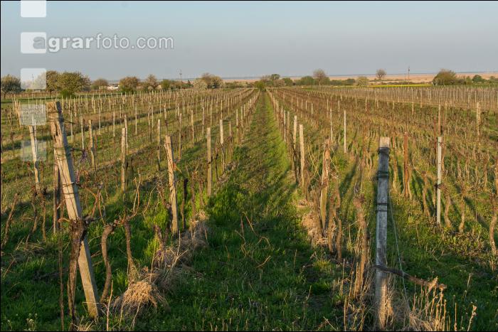 Weinreben Frühlingsbeginn 4