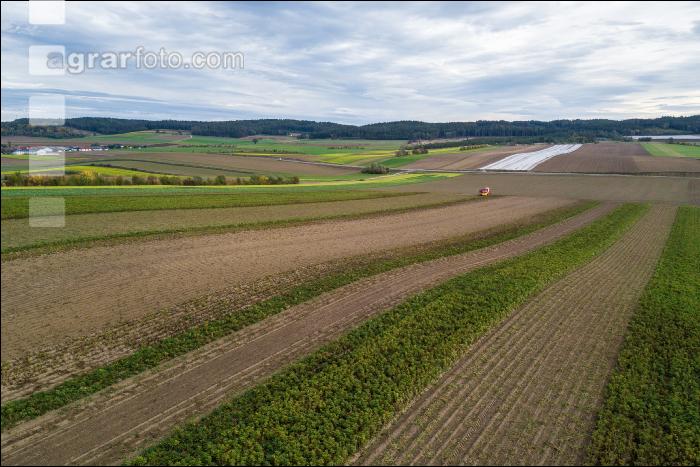 Industriekartoffel Ernte 55