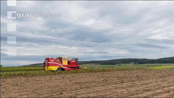 Industriekartoffel Ernte 51