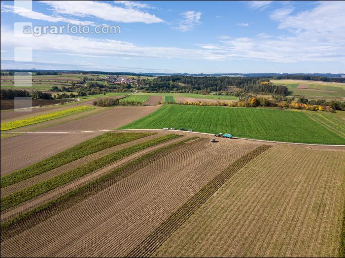 Industriekartoffel Ernte 38