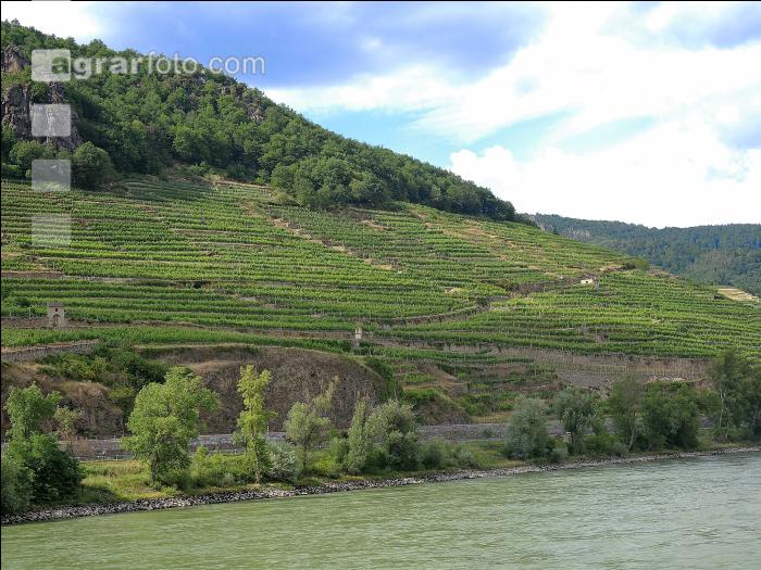 Wachau Sommer 5