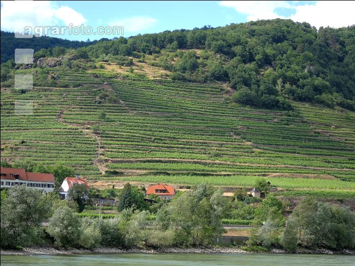 Wachau Sommer 4