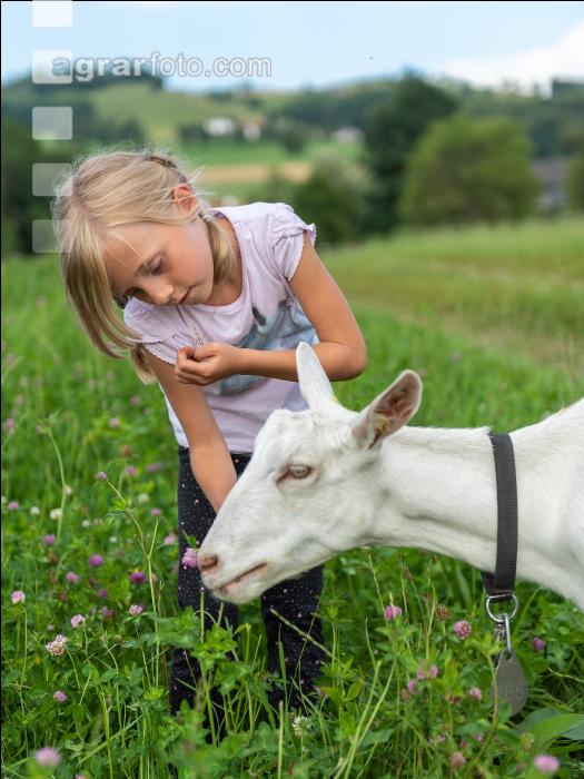 Saaneziege Kinder 6