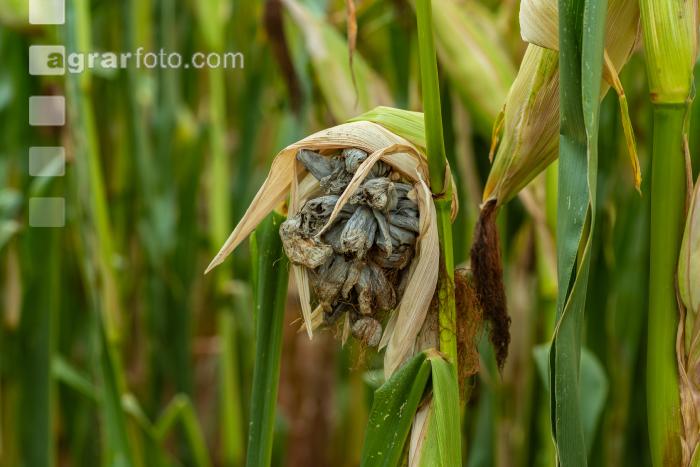 Maisbeulenbrand am Stängel 8
