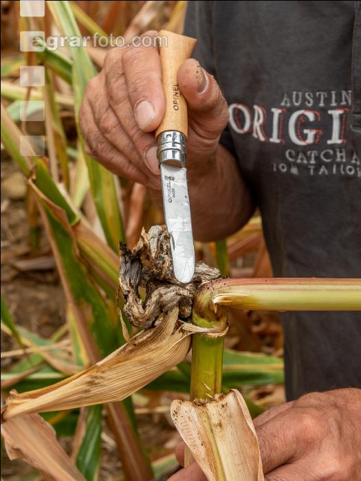 Maisbeulenbrand am Stängel 23