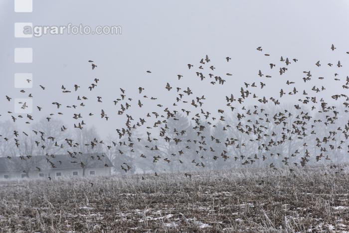 Vogelschwarm im Winter 3