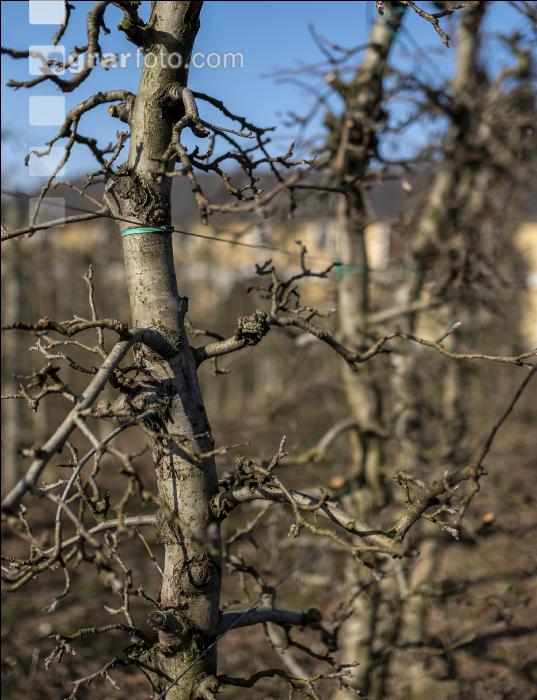 Obstbaumschnitt 42