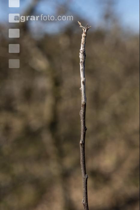 Apfeltrieb mit Mehltaubefall