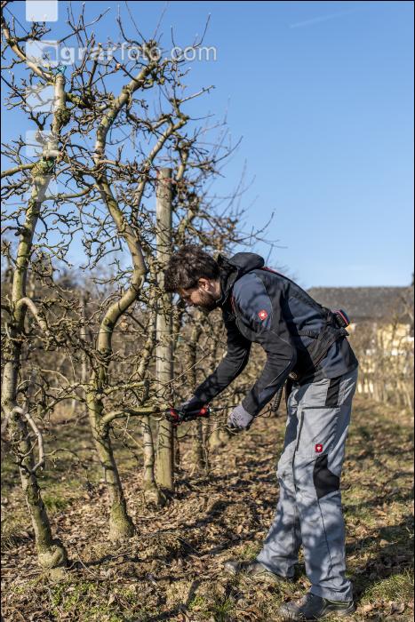 Obstbaumschnitt 39