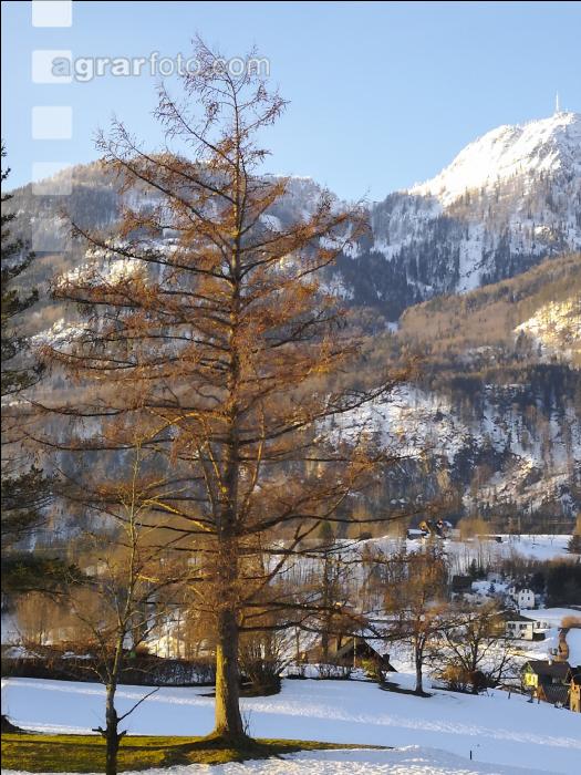 Lärche 2