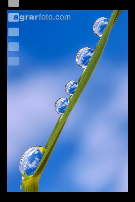 Wasserperlen 1