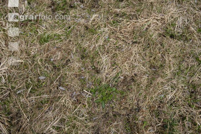 Wiese nach Winter 7