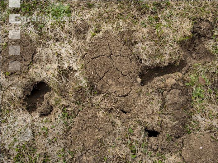 Wühlmausschäden nach Winter 9