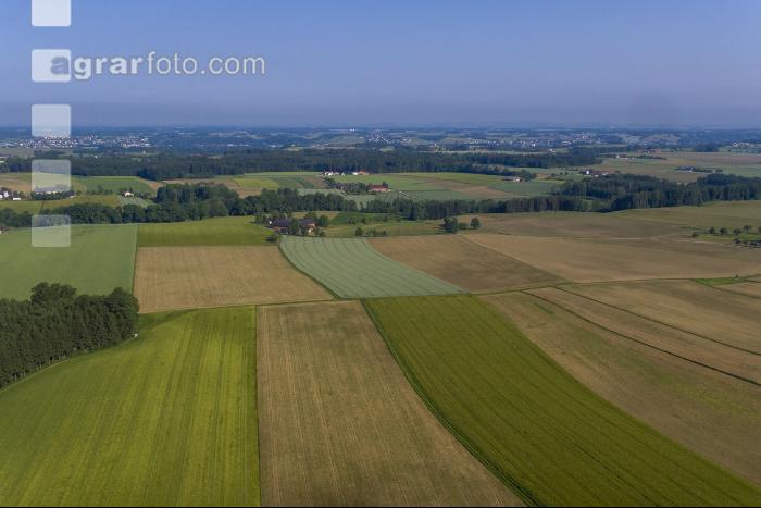 Alpenvorland Hochsommer 5