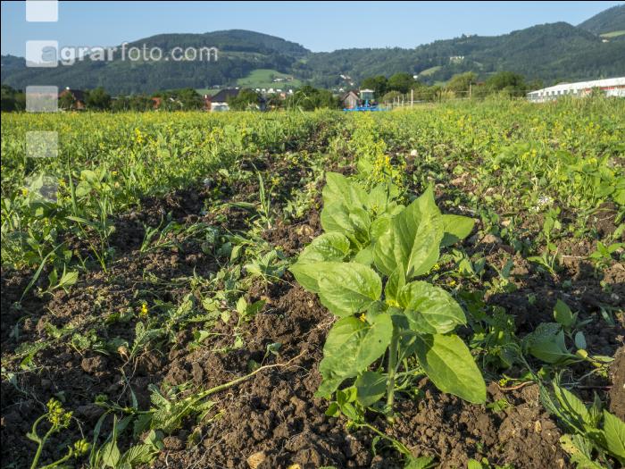 Biol. Sonnenblumen hacken 5