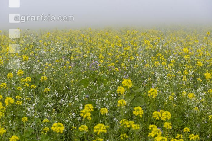 Gründüngung im Nebel 4