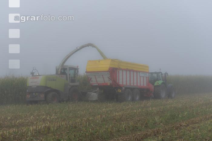 Mais häckseln im Nebel 25