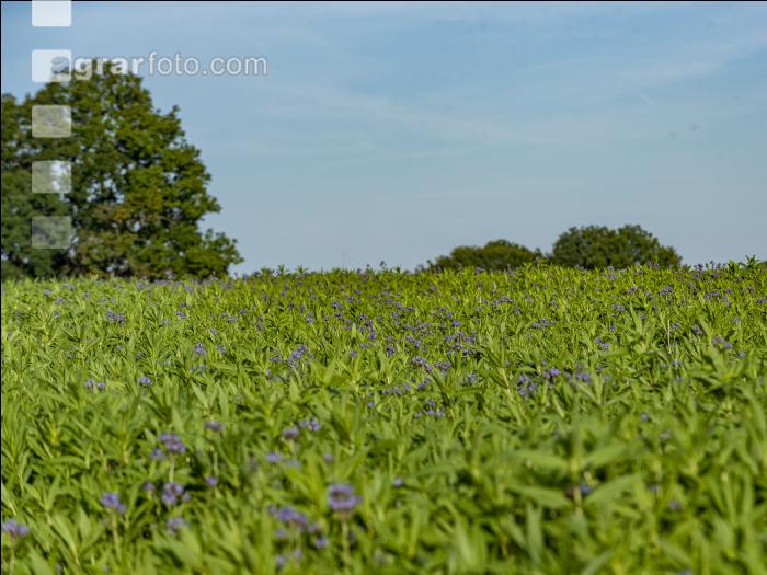 GD Gemenge mit Phacelia 5
