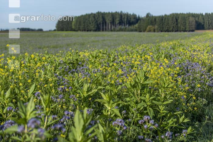 GD Gemenge mit Phacelia 2