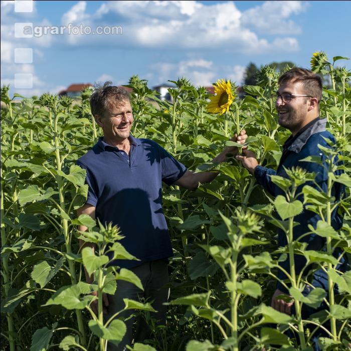 Sonnenblumen 2