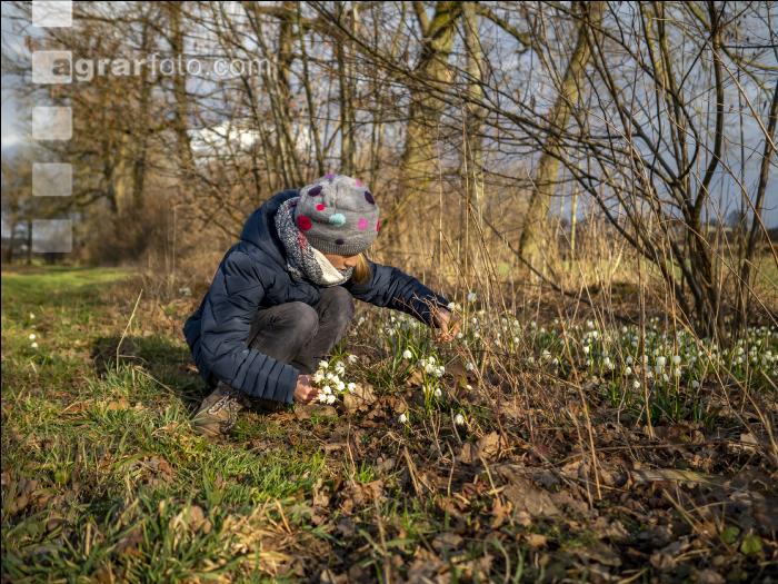 Frühlingsknotenblume 18