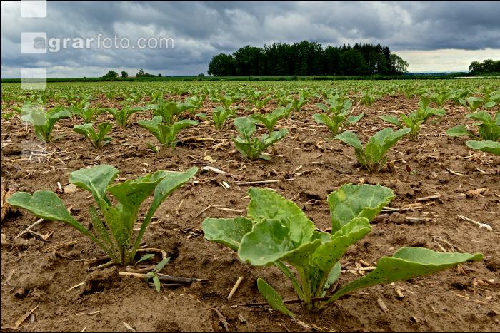 Zuckerrübe 6 Blatt 14