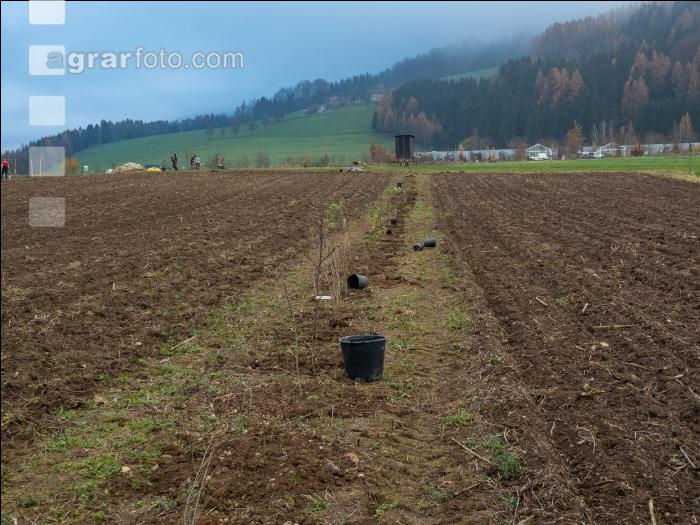 Agroforst anlegen 3