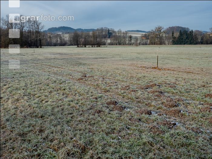 Wiese am Neujahrstag 3