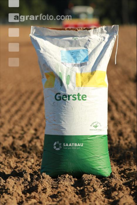 Gerste Saatgut 1