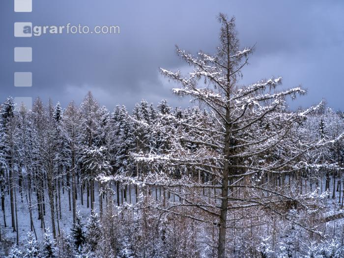 Winter Wonderland 32