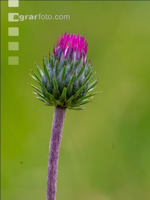 Alpendistel 1