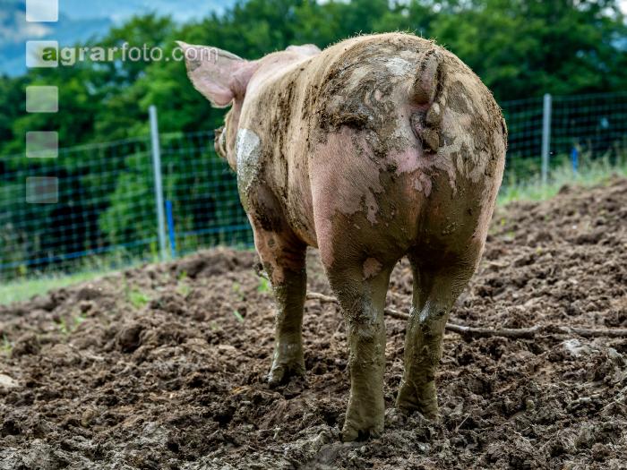 Schweine im Schlamm 17