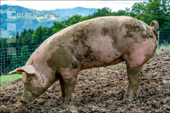 Schweine im Schlamm 14