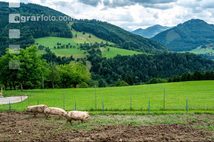 Schweine im Schlamm 12