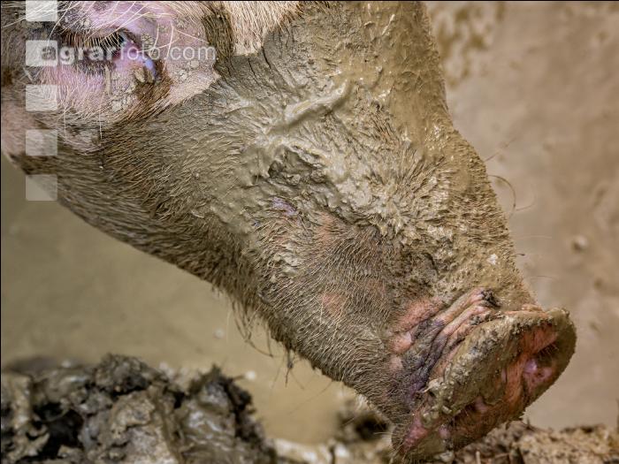 Schweine im Schlamm 11