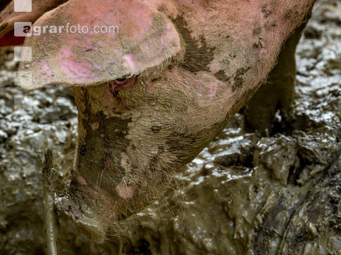 Schweine im Schlamm 10