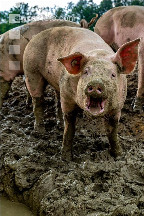 Schweine im Schlamm 4