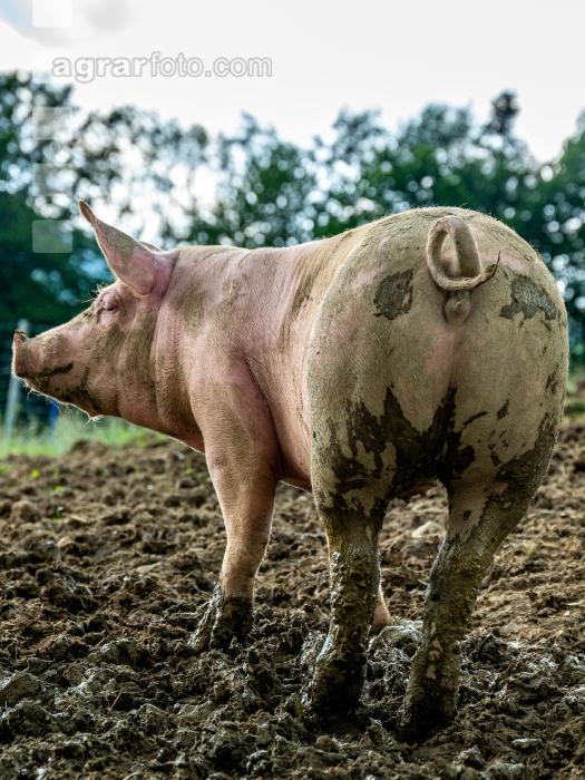 Schweine im Schlamm 2