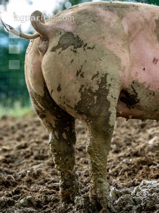 Schweine im Schlamm 1