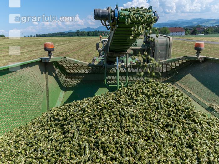 Luzernepellets 2