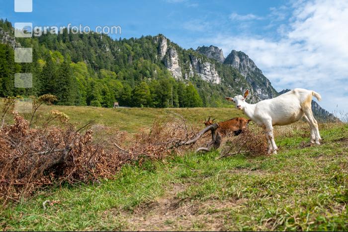 Ziegen auf der Alm 8