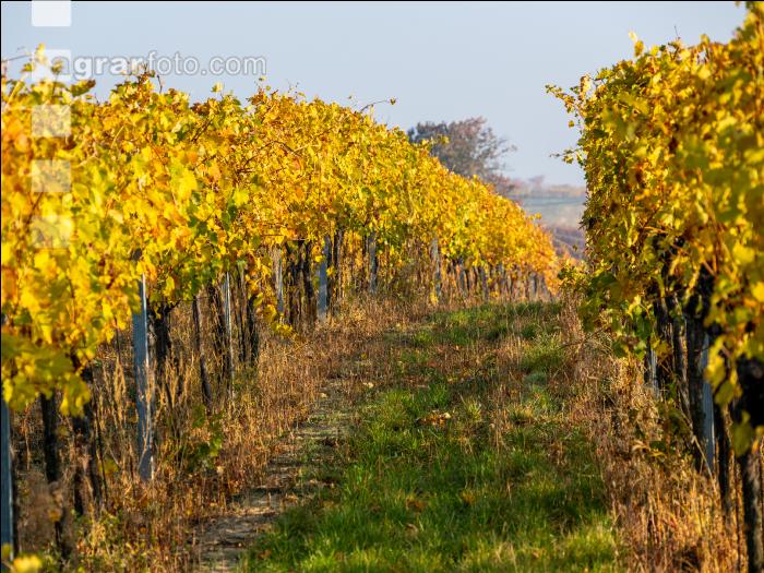Weingärten im Oktober 16